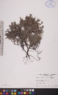 Hudsonia tomentosa var. tomentosa image