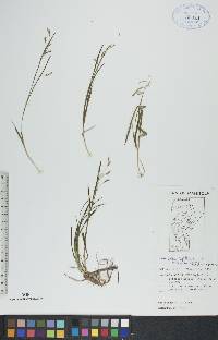 Carex capillaris image