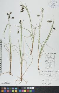 Carex paupercula image