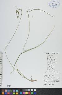 Carex paupercula image