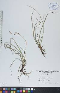 Carex richardsonii image