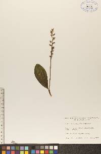 Platanthera obtusata image