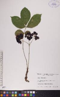 Aralia nudicaulis image