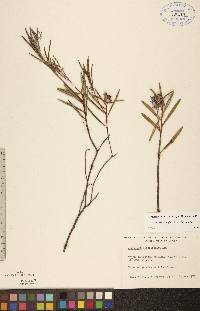 Andromeda polifolia var. polifolia image