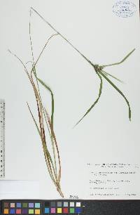 Carex intumescens var. fernaldii image