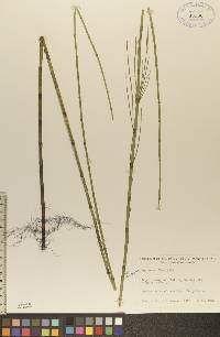 Equisetum fluviatile image