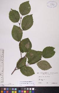 Alnus viridis image