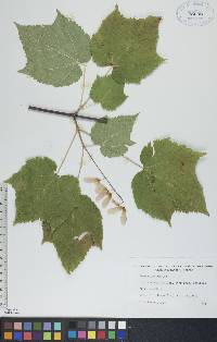 Acer spicatum image