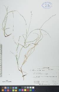 Carex disperma image