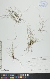 Carex gynocrates image