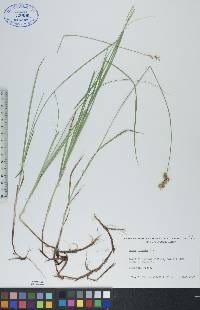 Carex siccata image