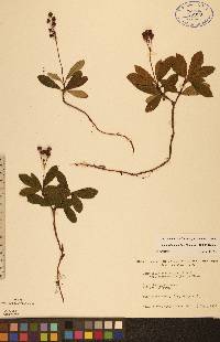 Chimaphila umbellata image