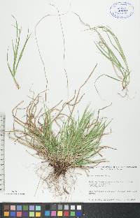 Carex deweyana image