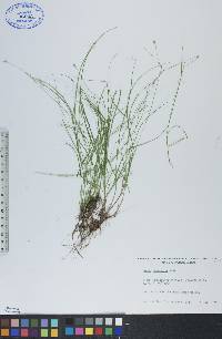 Carex trisperma image