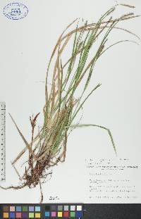 Carex houghtonii image