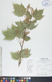 Acer spicatum image