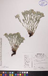 Lithospermum canescens image