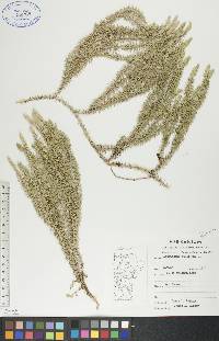 Spinulum annotinum image