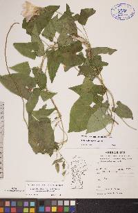 Calystegia sepium subsp. angulata image