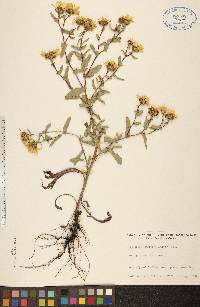 Grindelia squarrosa image