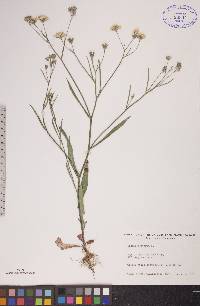 Crepis tectorum image