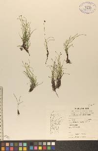 Equisetum scirpoides image