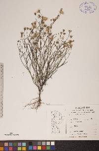 Crepis tectorum image