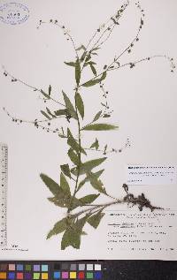 Hackelia deflexa subsp. americana image