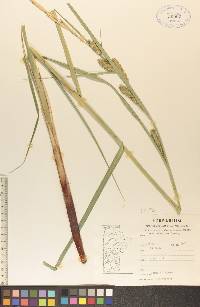 Carex atherodes image