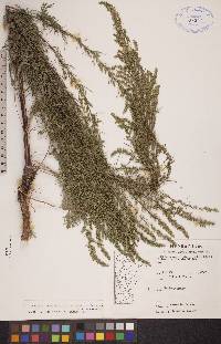 Artemisia campestris image