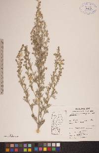 Artemisia absinthium image