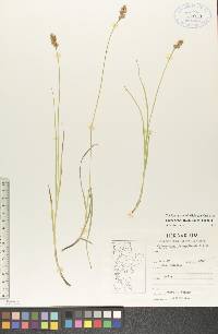 Carex bebbii image