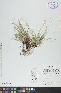 Carex peckii image