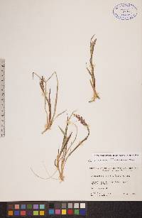 Arctagrostis latifolia subsp. latifolia image