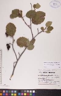 Alnus incana subsp. rugosa image