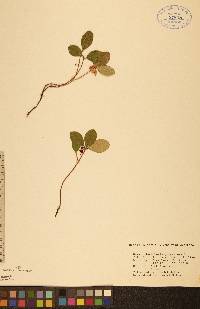 Gaultheria procumbens image