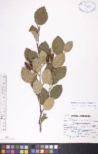 Alnus viridis subsp. crispa image