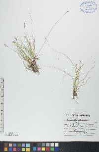 Carex disperma image