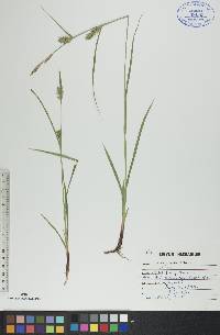 Carex houghtonii image