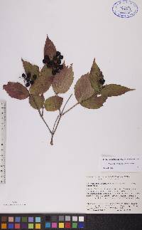 Viburnum rafinesqueanum image