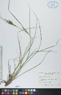 Carex lenticularis image