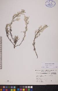 Corispermum villosum image