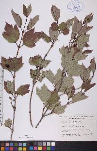 Viburnum edule image