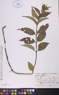 Diervilla lonicera image