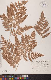 Pteridium aquilinum var. latiusculum image