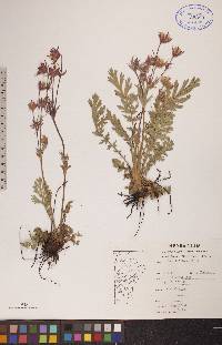 Geum triflorum image