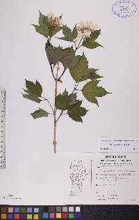 Viburnum trilobum image