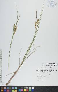 Carex rostrata image