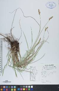 Carex prairea image