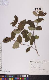 Viburnum rafinesqueanum image